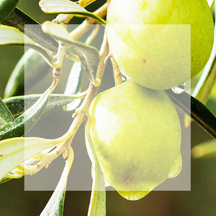 Liście oliwne